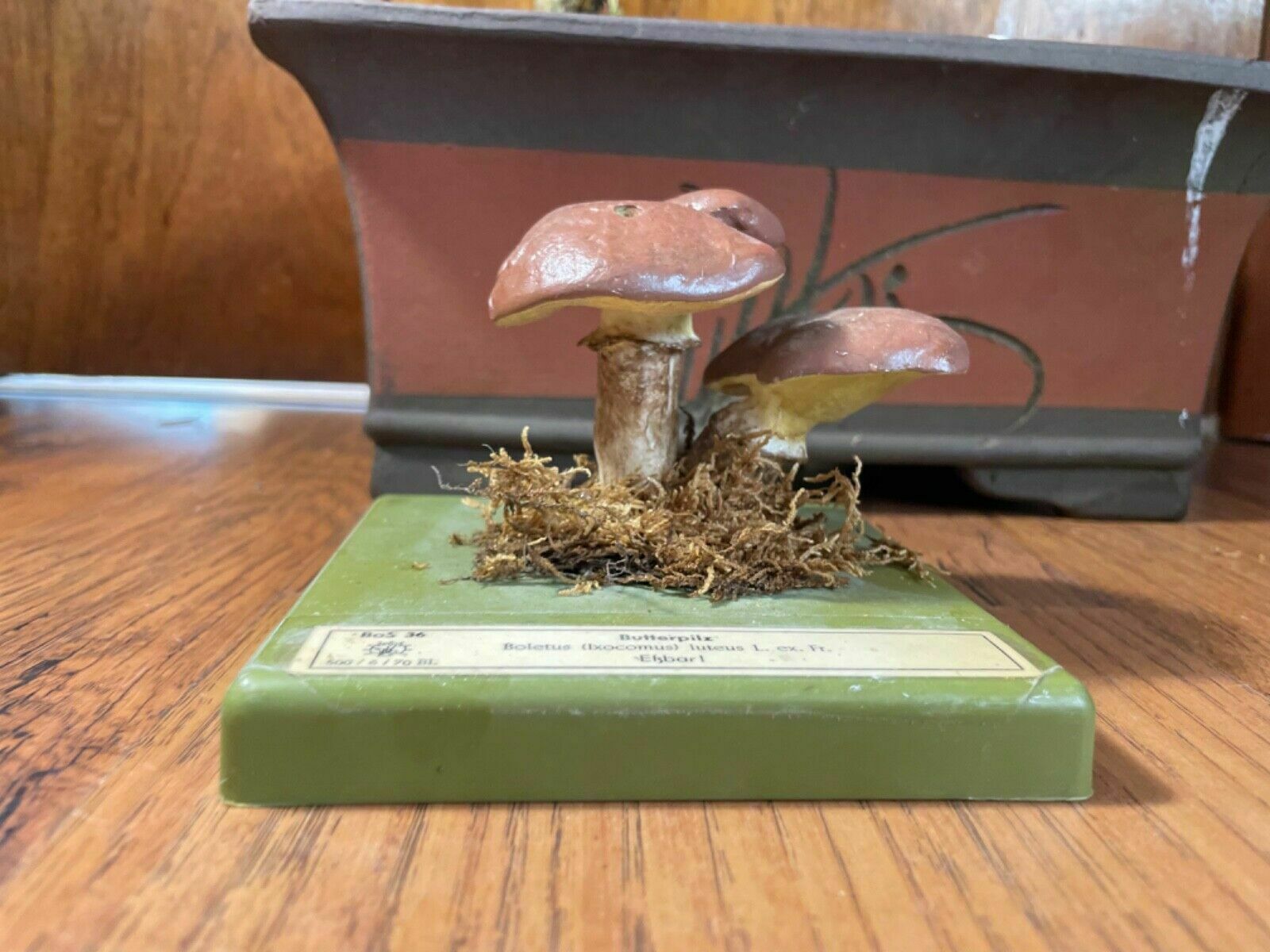 Vintage Somso Slippery Jack Mushrooms Educational Model Edible Fungus