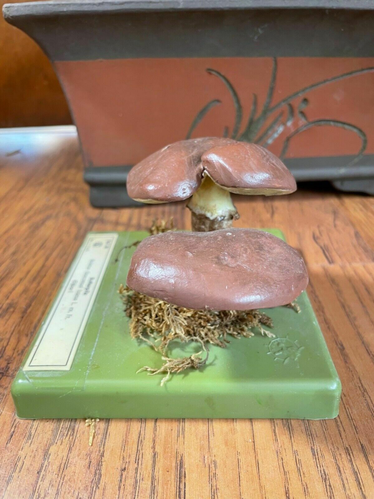 Vintage Somso Slippery Jack Mushrooms Educational Model Edible Fungus photo vinterior