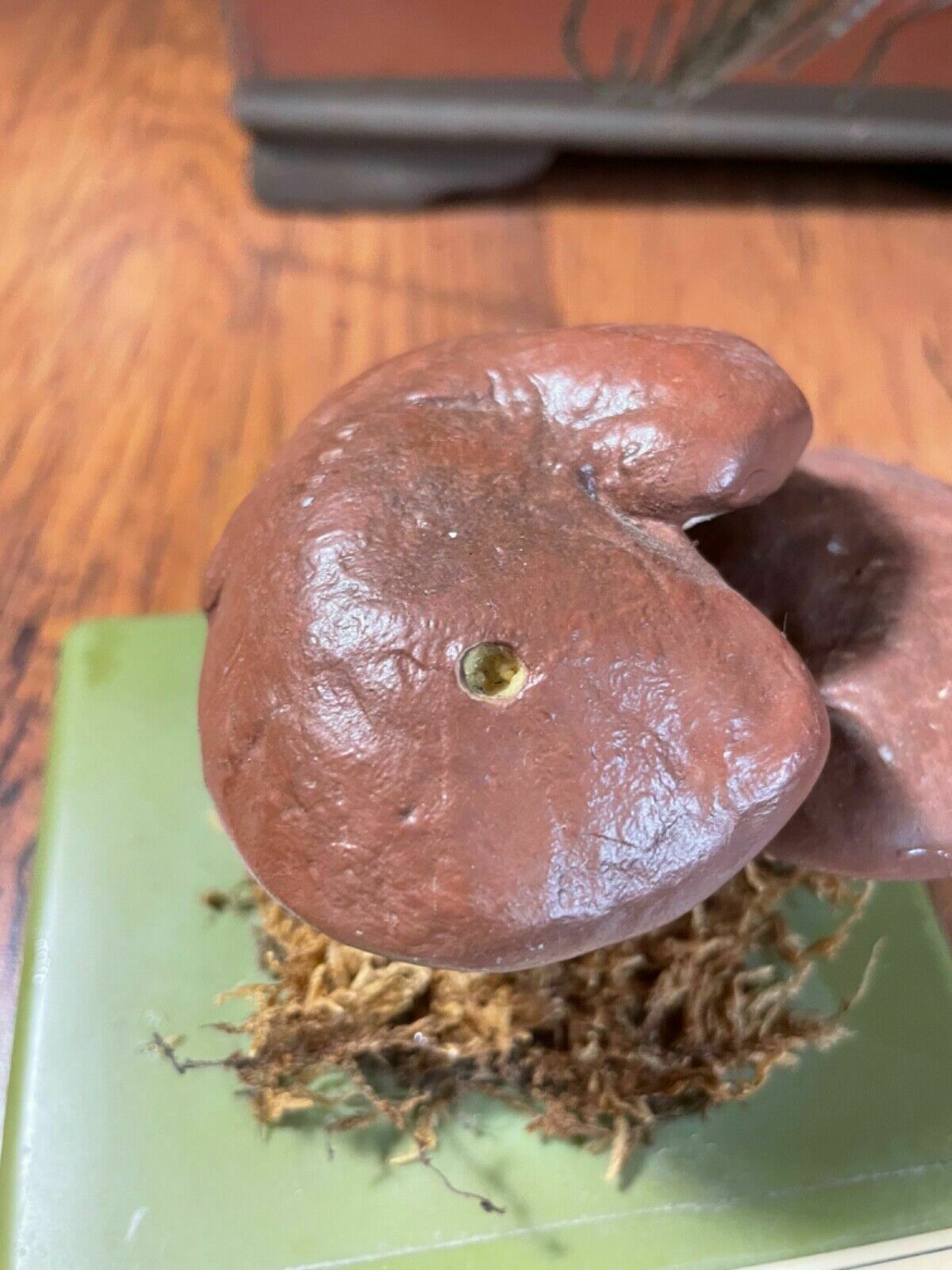 Art Vintage Somso Slippery Jack Mushrooms Educational Model Edible Fungus photo