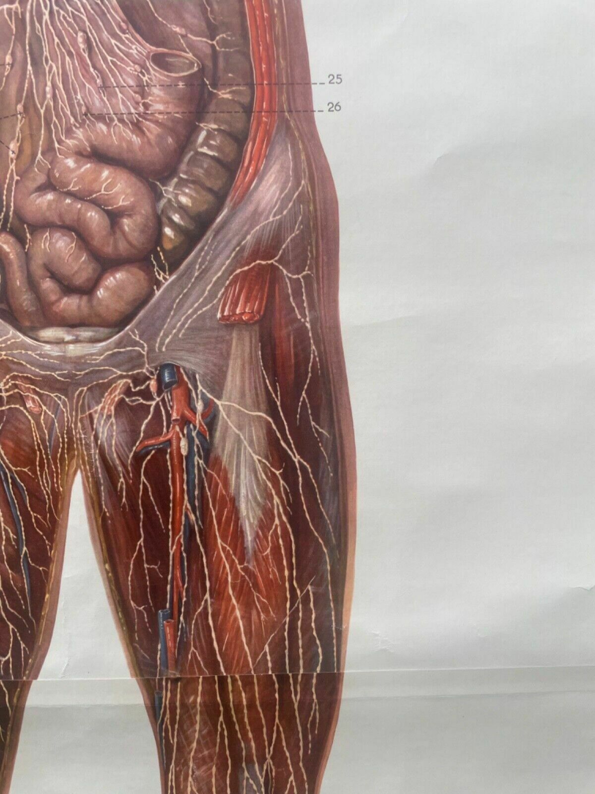 photo vinterior Vintage Full Body Lymphatic System Medical School Chart Anatomy Lymph