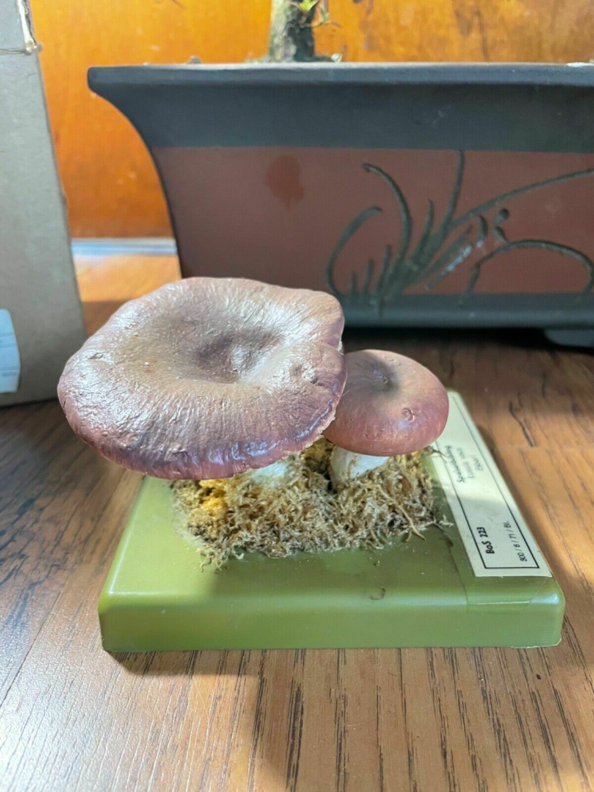 Vintage Somso Bare Toothed Russula Mushroom Educational Model Fungus Flirt photo furniture