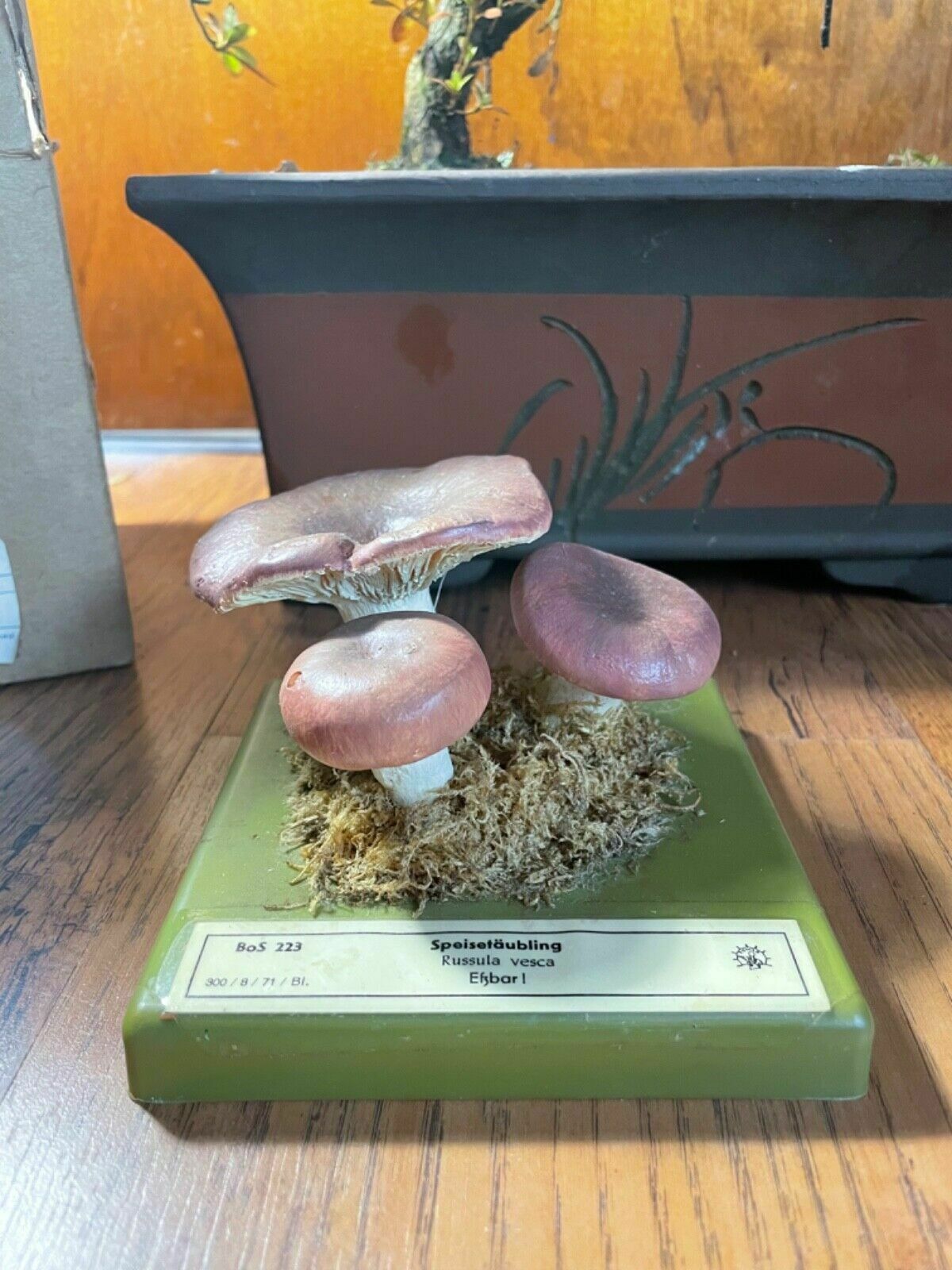 Vintage Somso Bare Toothed Russula Mushroom Educational Model Fungus Flirt photo Home Decor