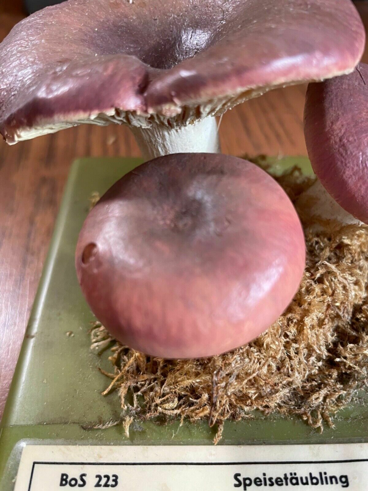 photo vinterior Vintage Somso Bare Toothed Russula Mushroom Educational Model Fungus Flirt