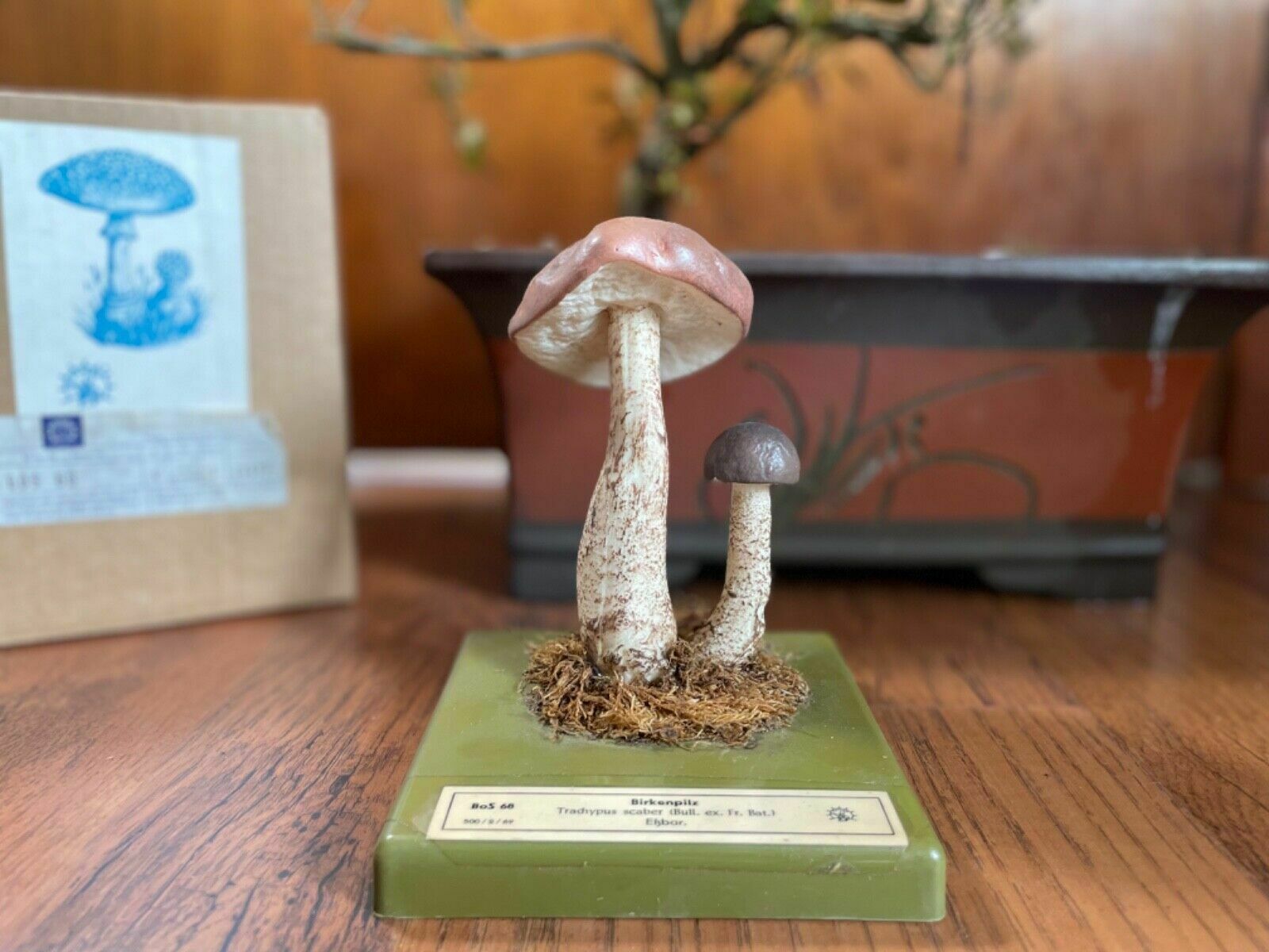 Vintage Somso White Birch Bolete Mushroom Educational Model Fungus Toadstool