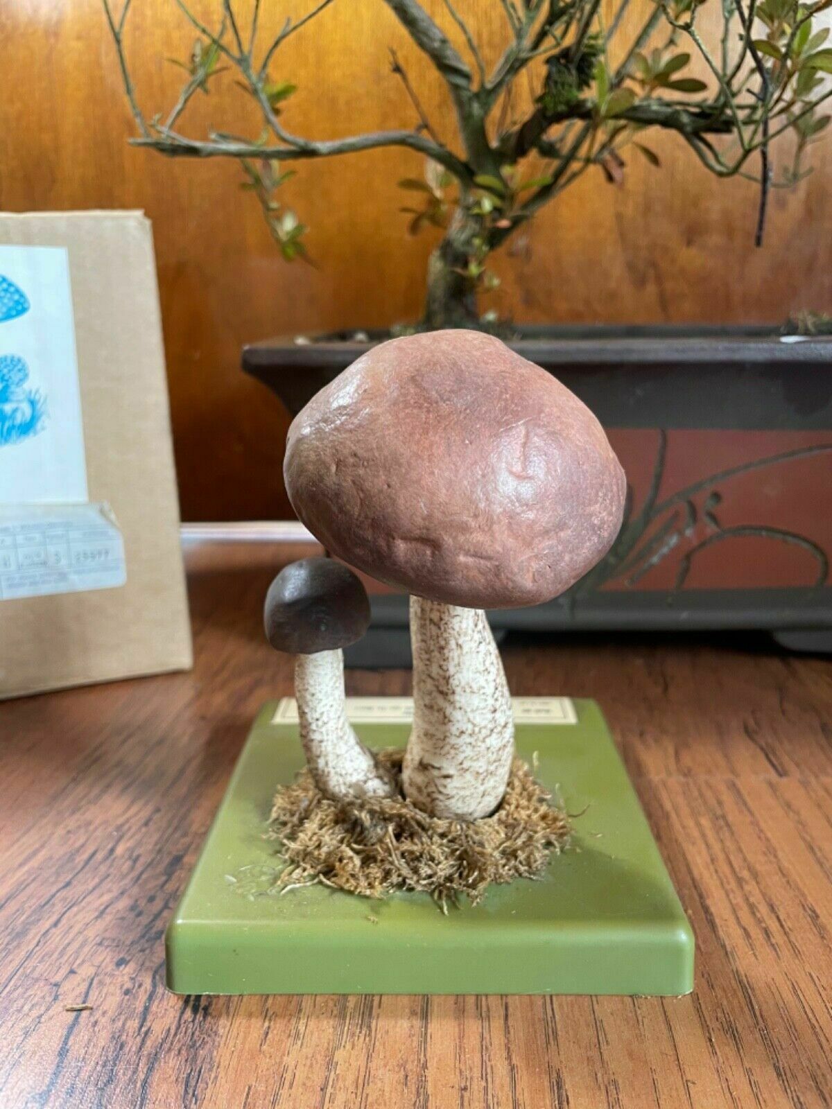 Vintage Somso White Birch Bolete Mushroom Educational Model Fungus Toadstool photo Home Decor