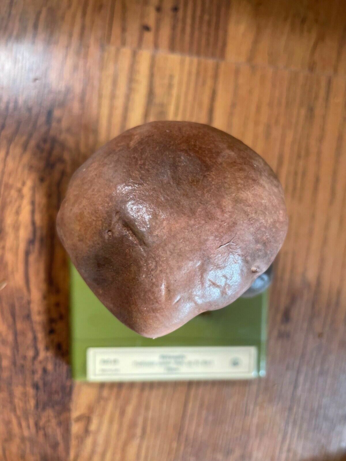 Home Decor Vintage Somso White Birch Bolete Mushroom Educational Model Fungus Toadstool photo