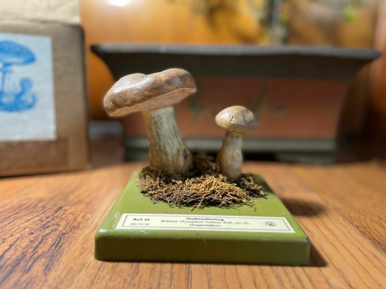 Vintage Somso Bitter Bolete Mushrooms Educational Model Fungus Toadstool Fungi