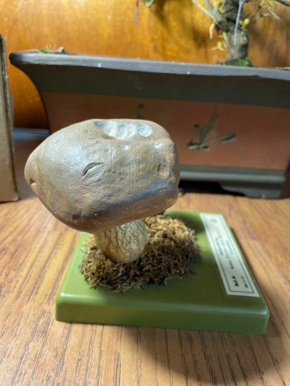 Vintage Somso Bitter Bolete Mushrooms Educational Model Fungus Toadstool Fungi photo for sale