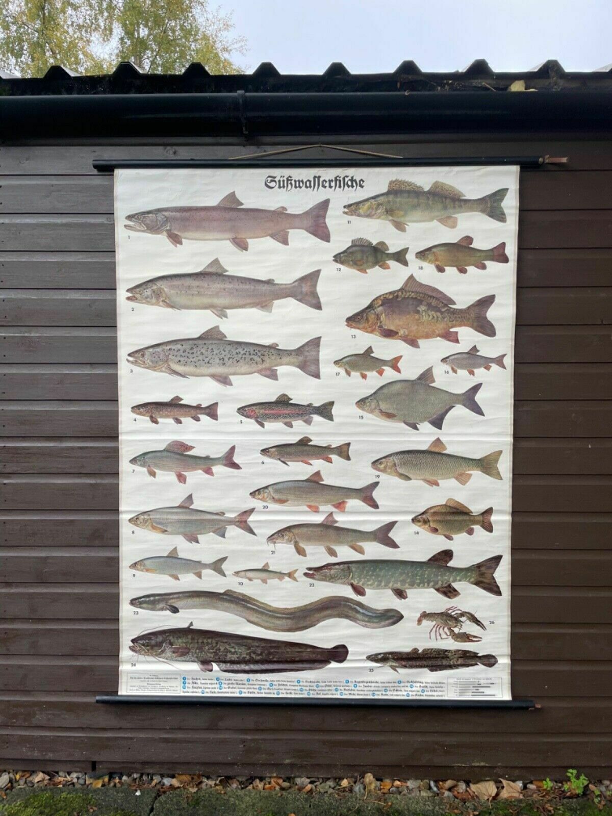 Vintage Freshwater Fish School Chart Enducational Chart Poster Coarse Fishing