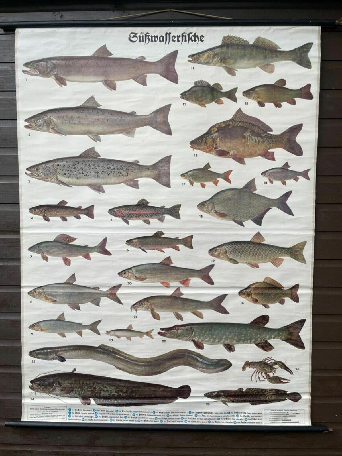 Vintage Freshwater Fish School Chart Enducational Chart Poster Coarse Fishing photo furniture