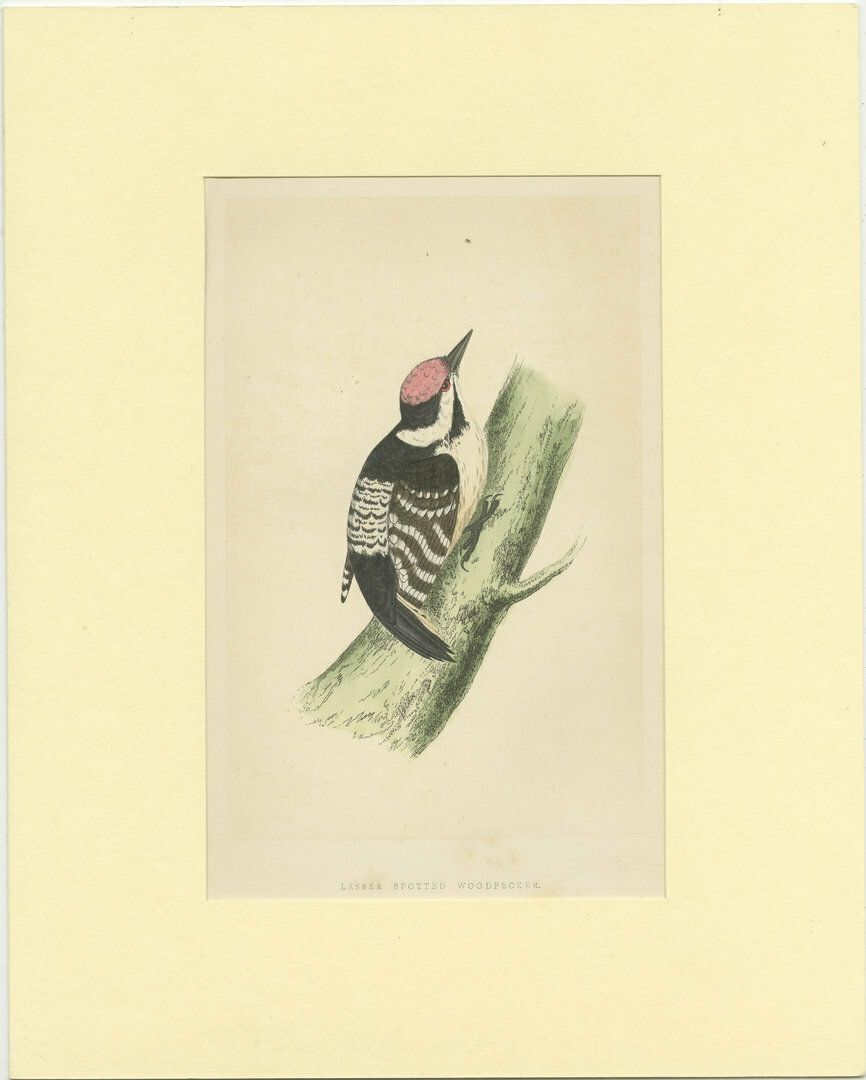 Antique Bird Print Of A Lesser Spotted Woodpecker