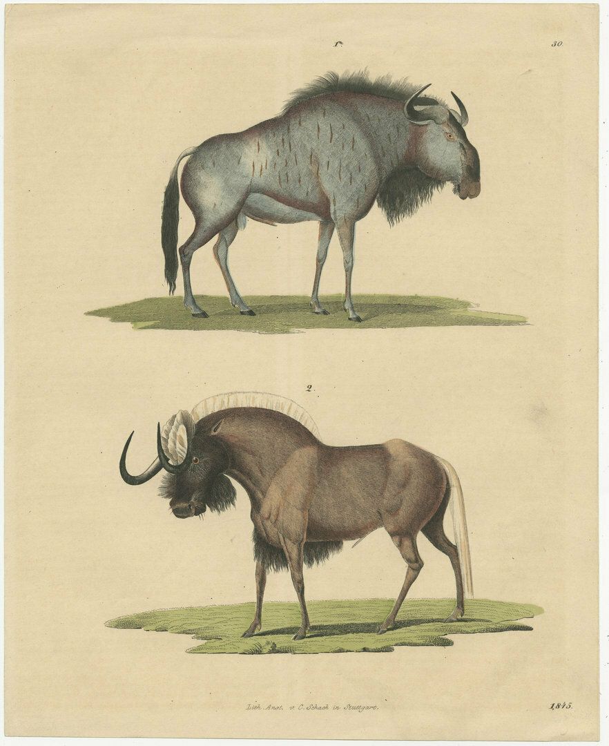Original Antique Print Of A Gnu Or Wildebeest