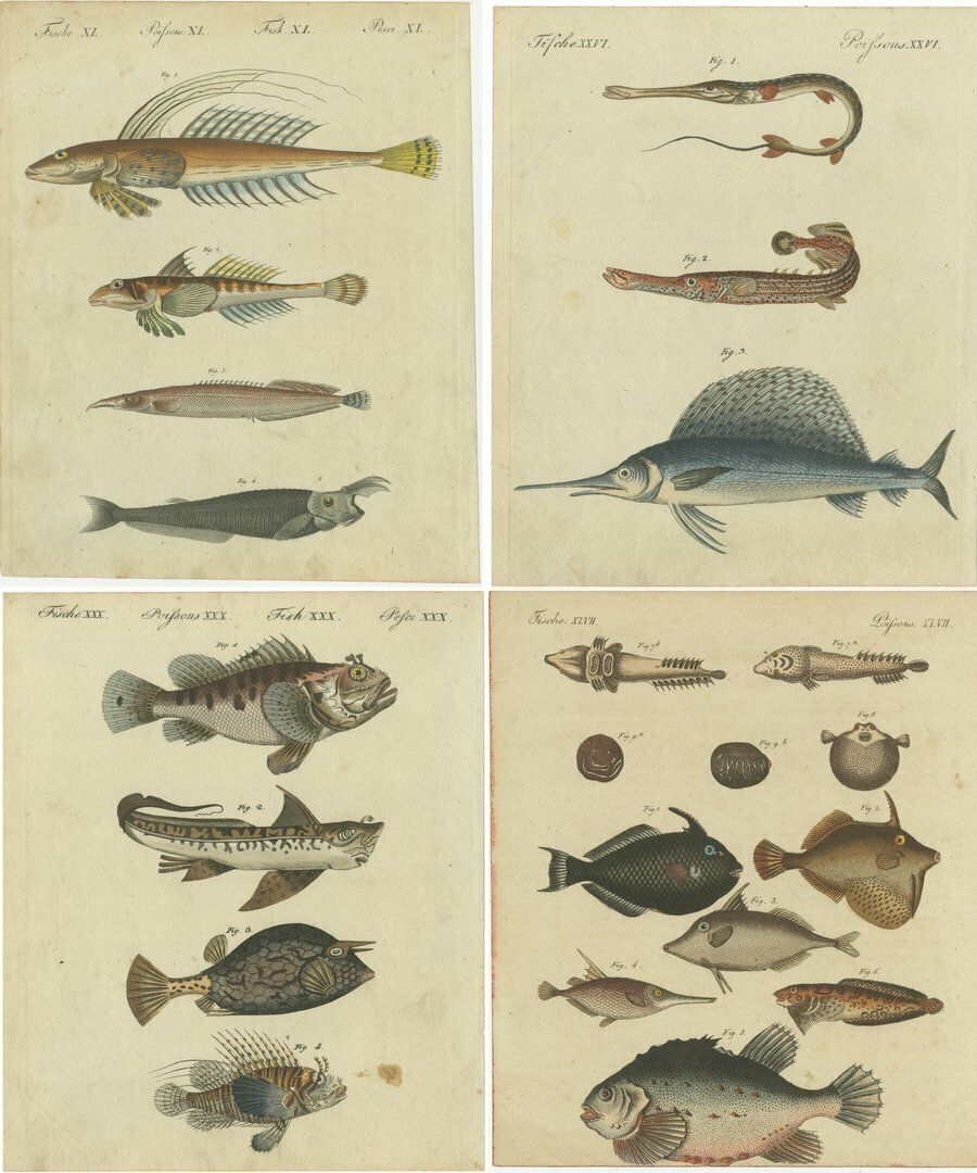 Set Of 4 Original Antique Prints Of A Swordfish And Many Other Fish Species photo vinterior