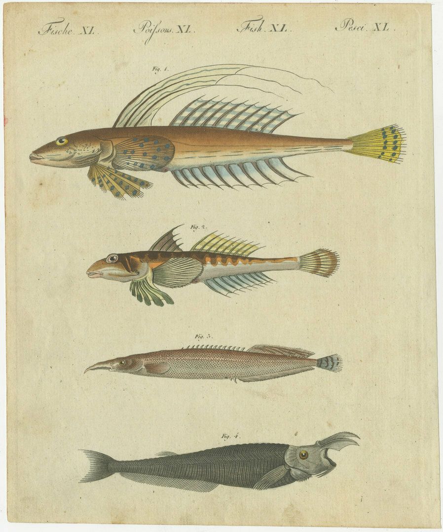 Set Of 4 Original Antique Prints Of A Swordfish And Many Other Fish Species photo buy