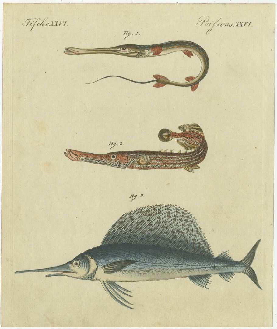 Set Of 4 Original Antique Prints Of A Swordfish And Many Other Fish Species photo vintage