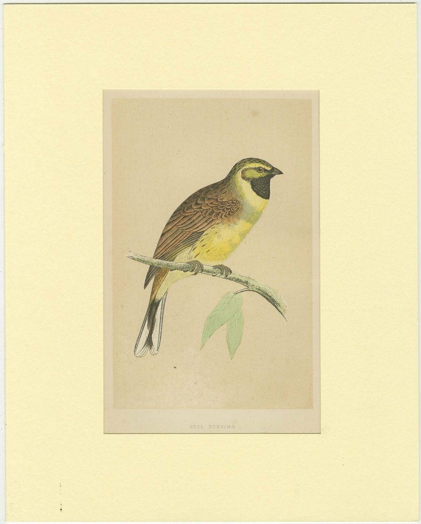Antique Bird Print Of A Cirl Bunting