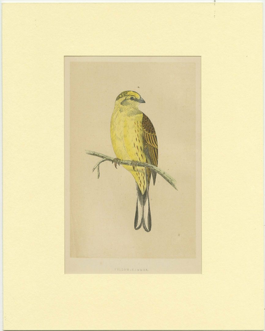 Antique Bird Print Of A Yellow Hammer