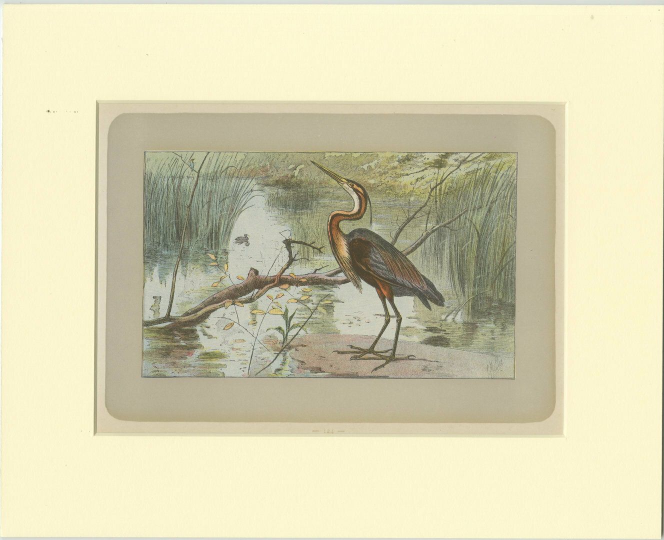 Antique Bird Print Of A Purple Heron