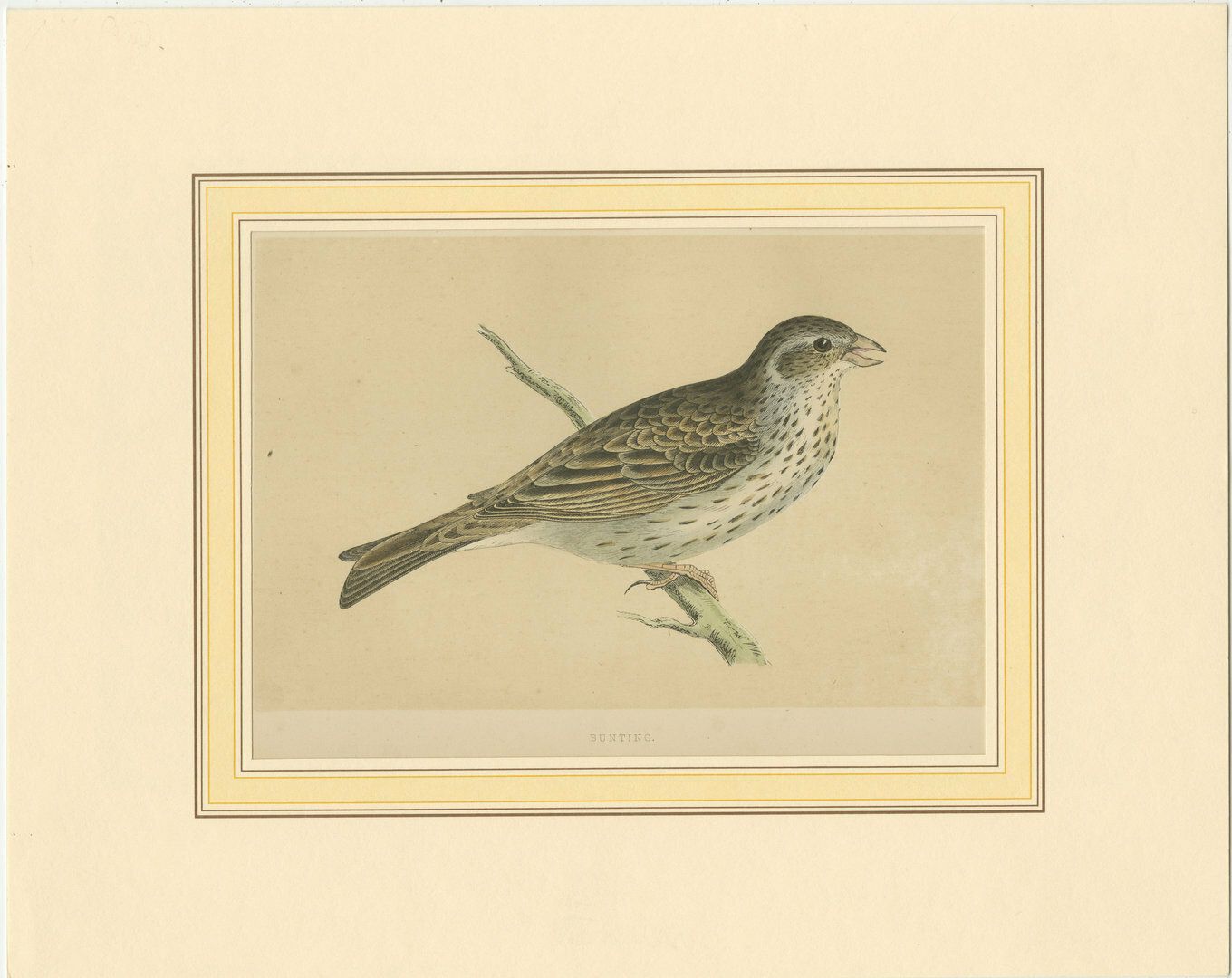 Antique Bird Print Of A Bunting