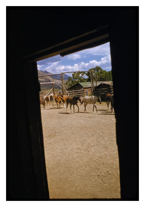 The Round Up By Toni Frissell Archival Pigment Print Framed In Black photo furniture