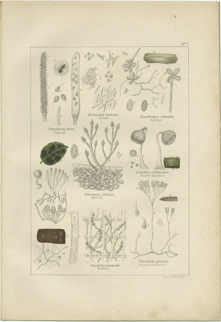 Set Of 5 Antique Mycology Prints Of Various Fungi photo vinterior