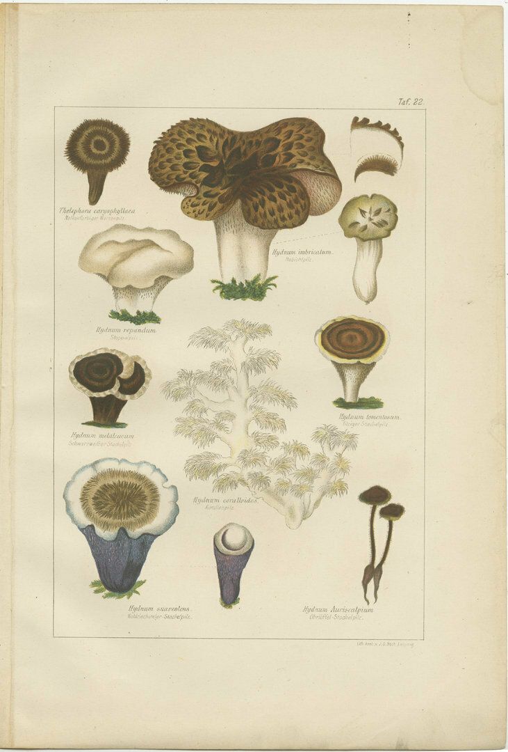 Set Of 6 Antique Mycology Prints Of The Common Stinkhorn And Other Mushrooms photo for sale