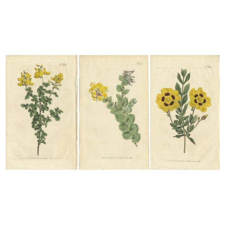 Set Of 3 Antique Botany Prints   Common Cytisus   Borbonia   Cistus