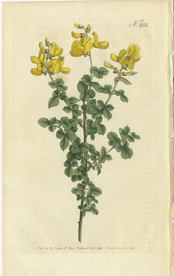 Set Of 3 Antique Botany Prints   Common Cytisus   Borbonia   Cistus photo furniture