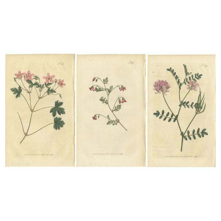Set Of 3 Antique Botany Prints   Crane's Bill   Mahernia   Coronilla