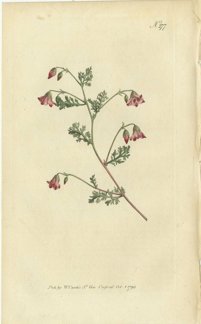 Set Of 3 Antique Botany Prints   Crane's Bill   Mahernia   Coronilla photo Art