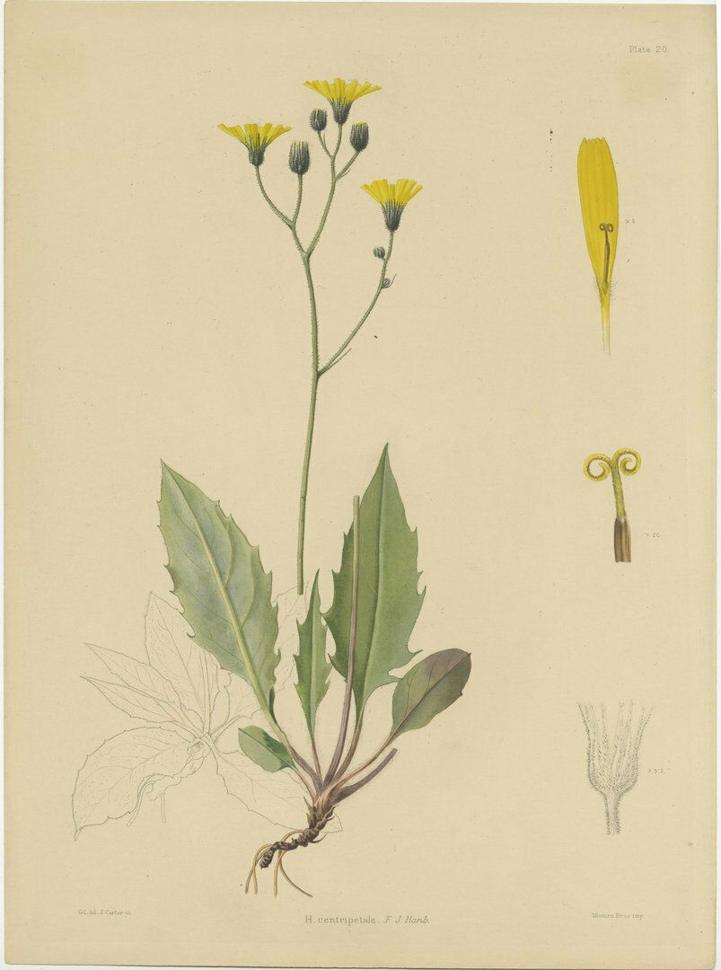 Set Of 3 Antique Botany Prints H. Marshalli And Other Flowering Plants photo Art