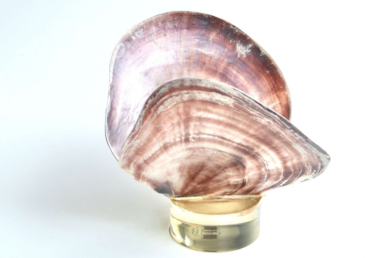 Butterfly Sculpture, Placenta Sella Seashells With Resin Base, 1970s / Cabinet Of Curiosities, Bathroom, Boho Chic, Folk photo furniture