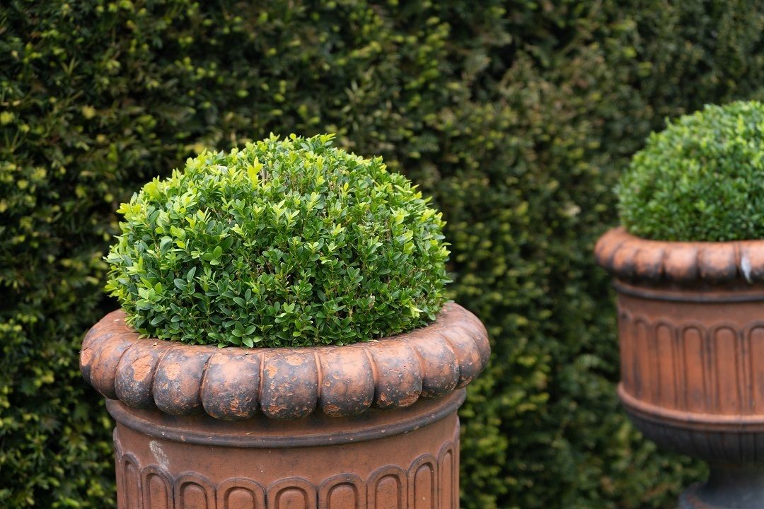 Pair Of Antique Terracotta Urns On Plinths photo vintage