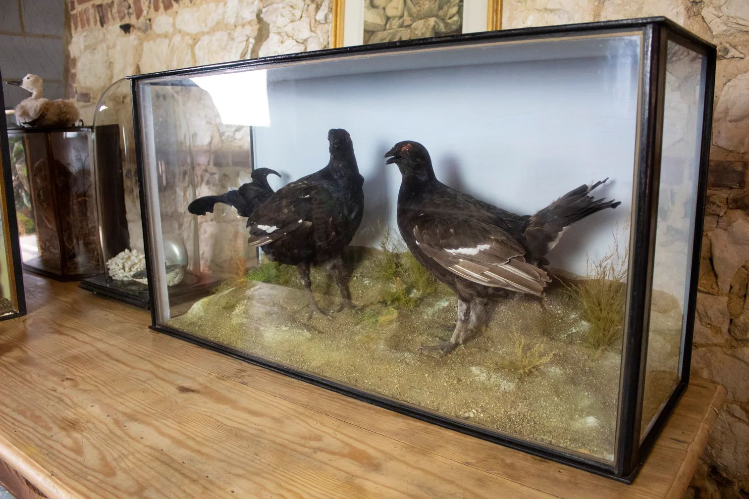 Taxidermy Black Grouse In Ebonised Case photo furniture