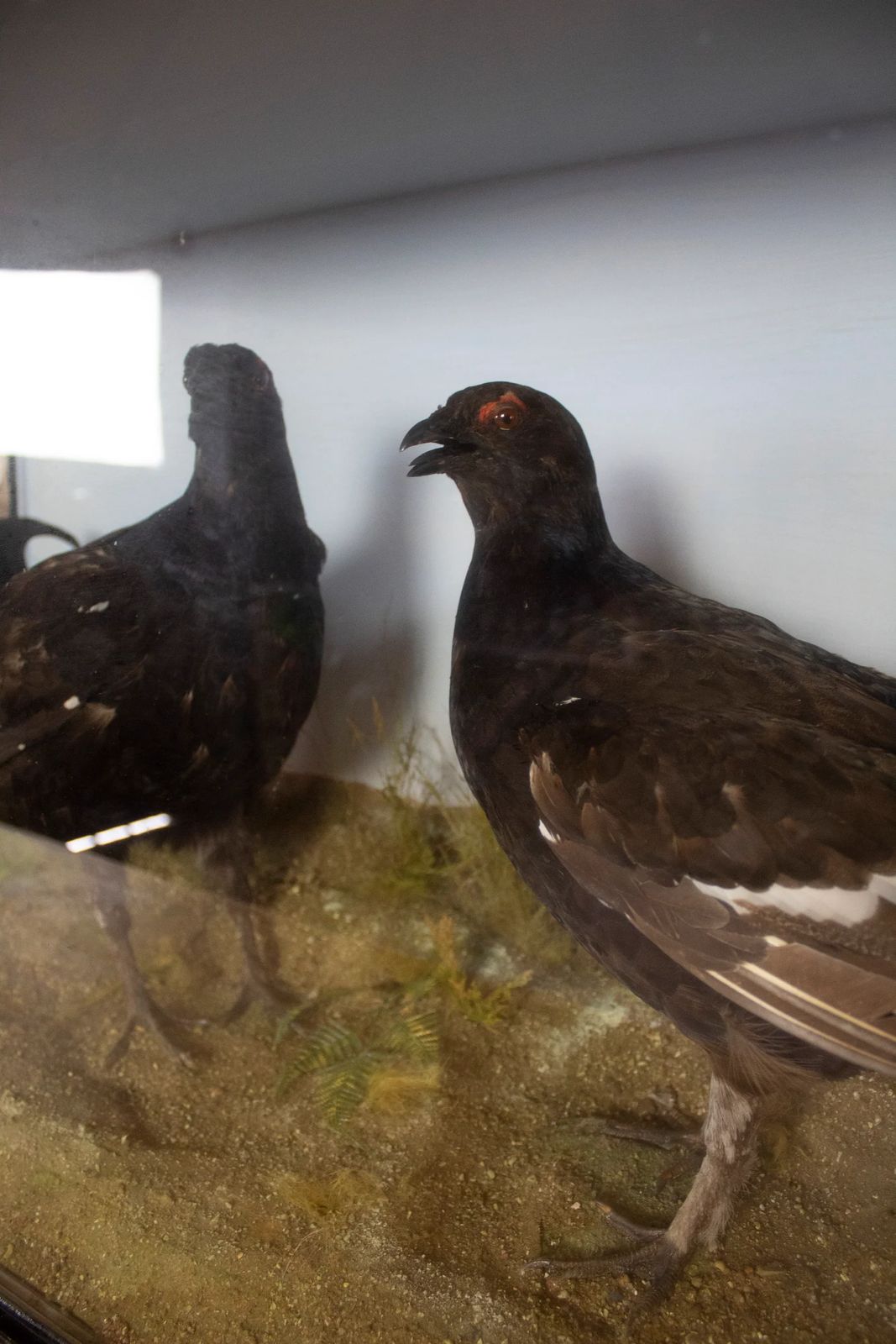Taxidermy Black Grouse In Ebonised Case photo Home Decor