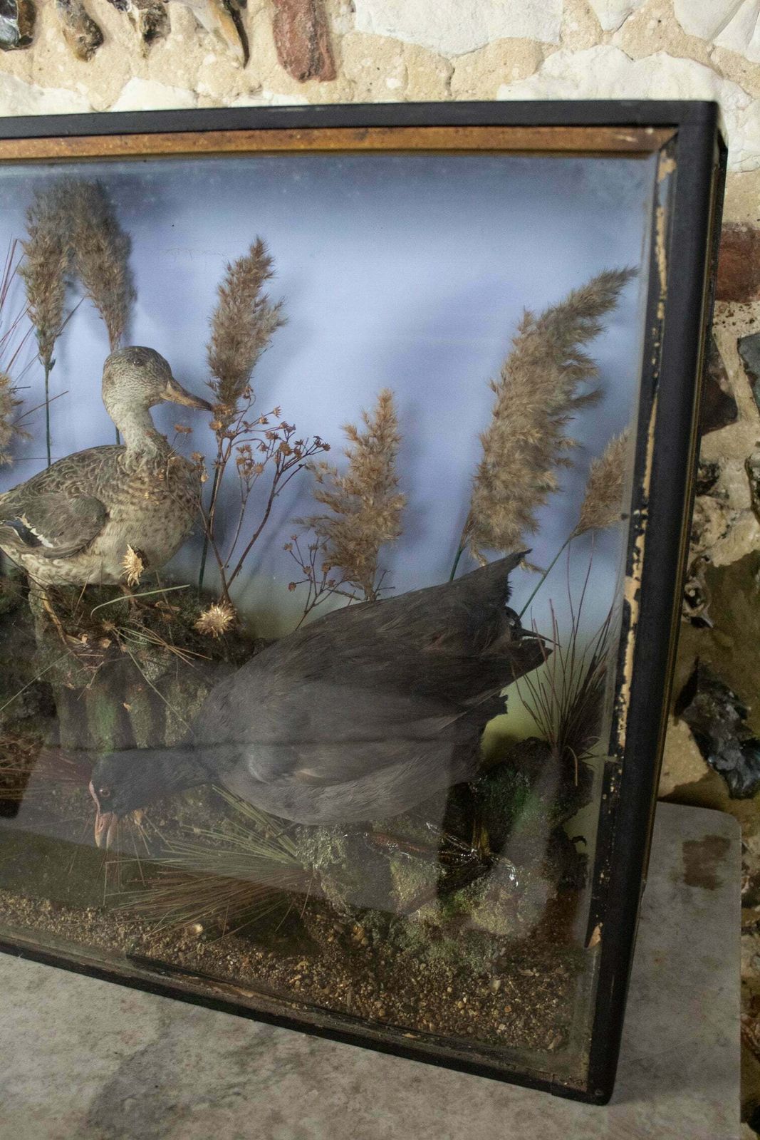 Taxidermy Water Birds photo for sale