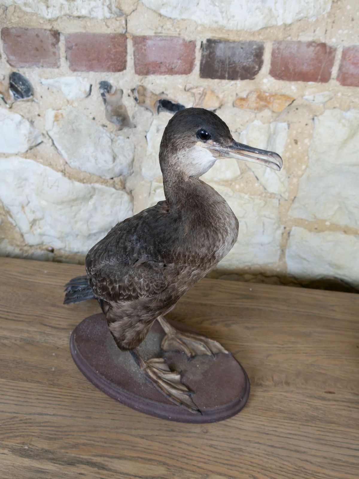 Taxidermy Cormorant