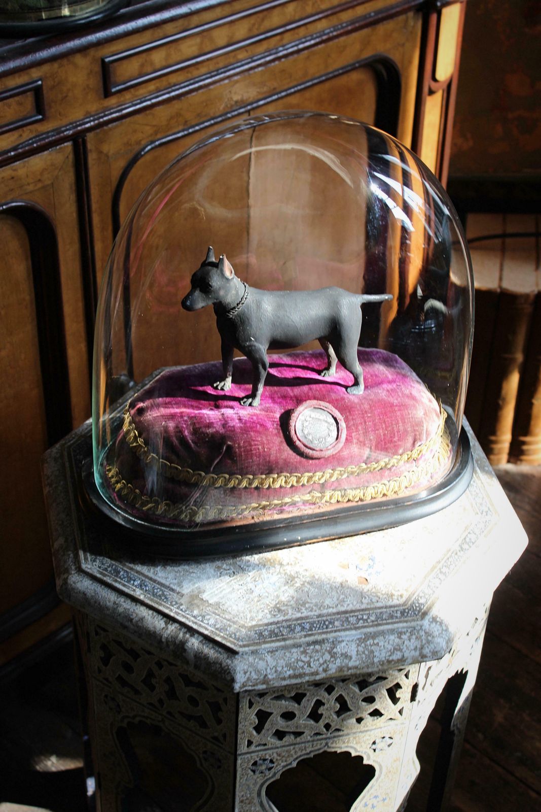 photo vinterior In Memory Of Jacko The Champion Ratter Circa 1850 Taxidermy Dog Interest