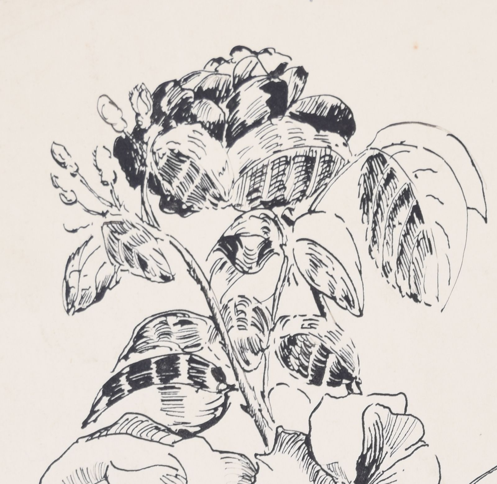 Flowers Still Life Study Drawing By Gerald Mac Spink photo furniture