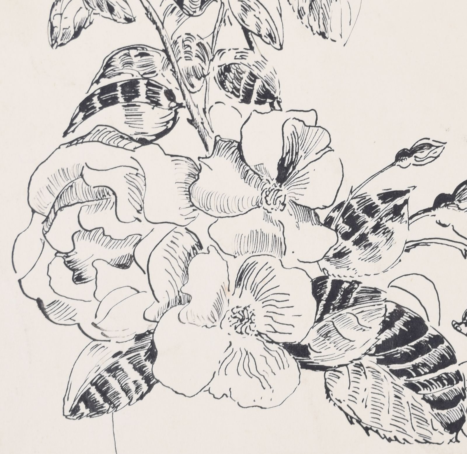 Flowers Still Life Study Drawing By Gerald Mac Spink photo for sale