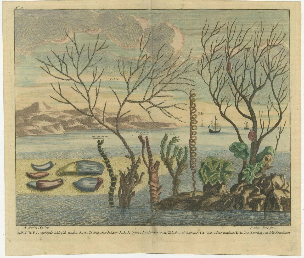 Colored Antique Print Of Various Water Plants Including Coral In Southeast Asia