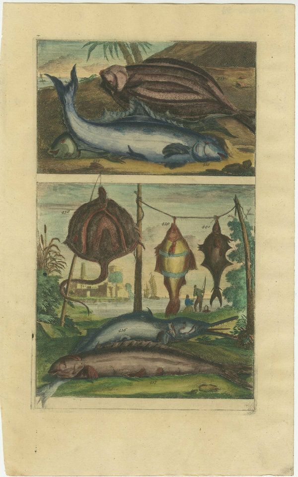 Set Of 12 Colored Antique Prints Of Various Fishes And Crustaceans photo furniture