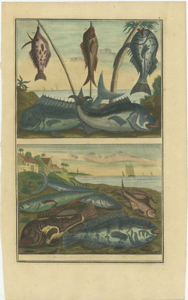 Set Of 12 Colored Antique Prints Of Various Fishes And Crustaceans photo Art