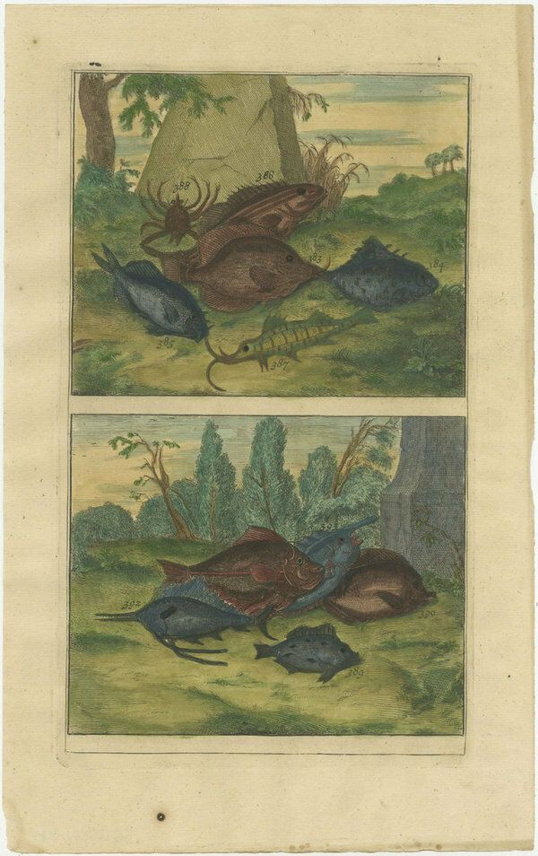 2385.0 Set Of 12 Colored Antique Prints Of Various Fishes And Crustaceans photo