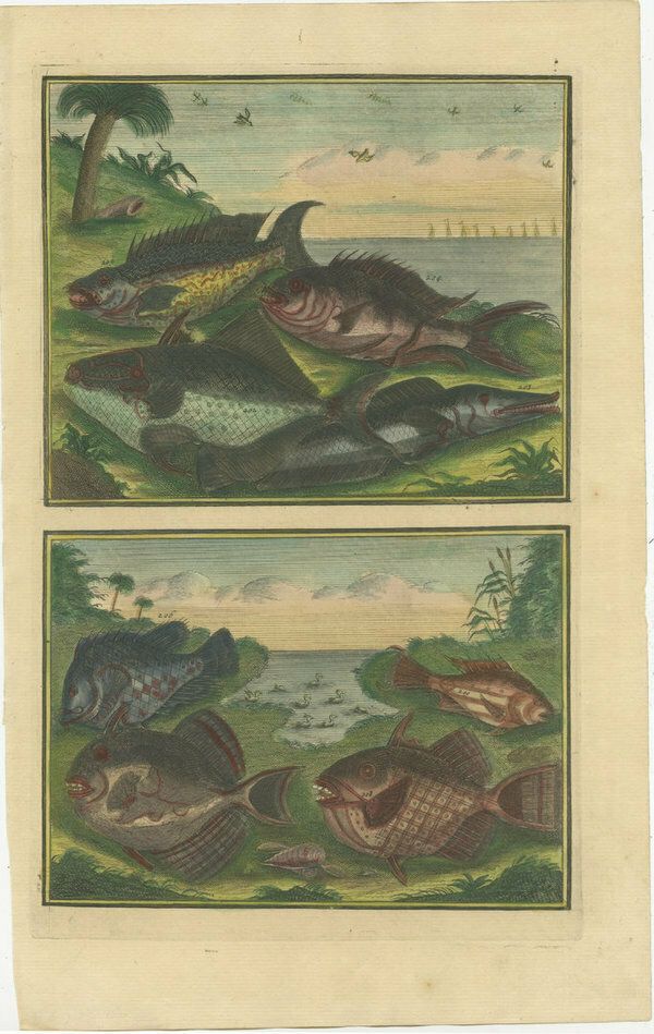 photo vinterior Set Of 12 Colored Antique Prints Of Various Fishes And Crustaceans