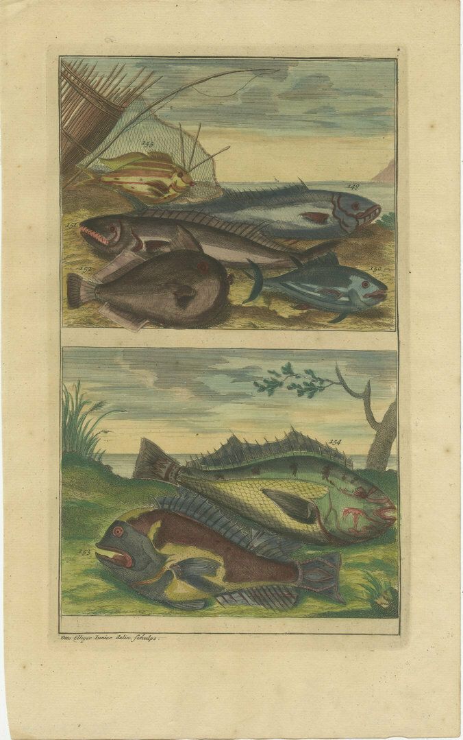 Set Of 4 Colored Antique Prints Of Various Fishes And Crustaceans photo for sale