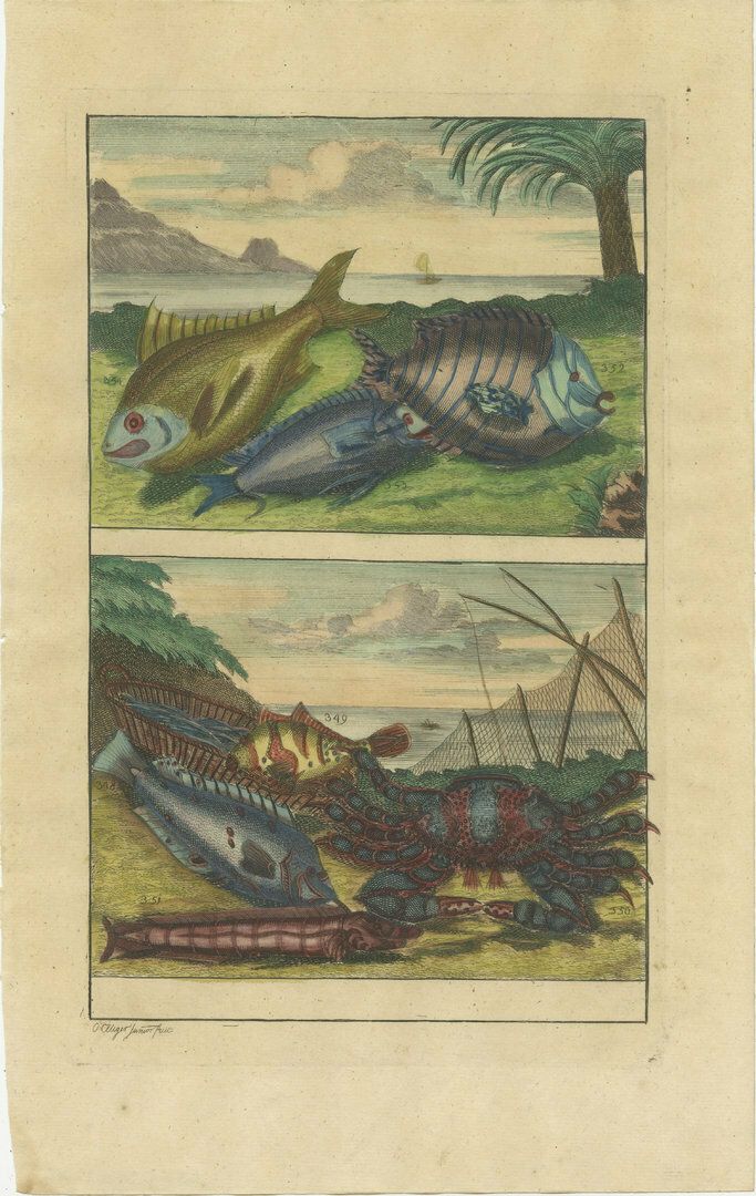 Set Of 2 Colo Red Antique Prints Of Various Fishes And Crustaceans photo furniture