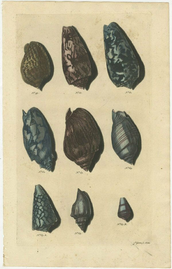 Set Of 4 Colored Antique Prints Of Various Sea Shells And Molluscs photo for sale