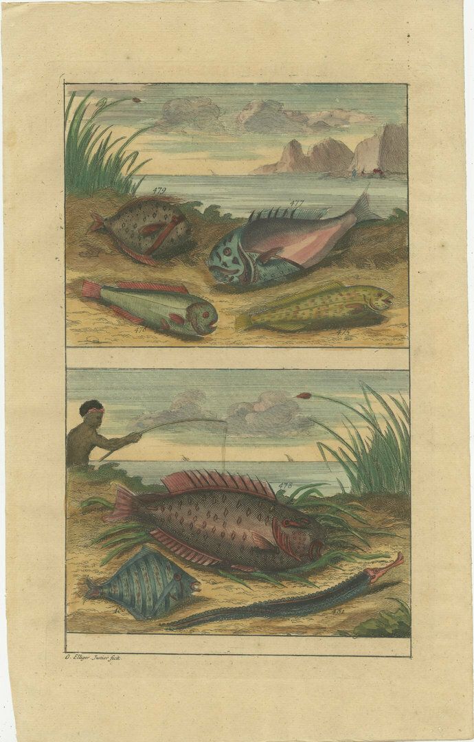 Set Of 12 Colored Antique Prints Of Various Fish Species And Other Marine Life photo 2385.0