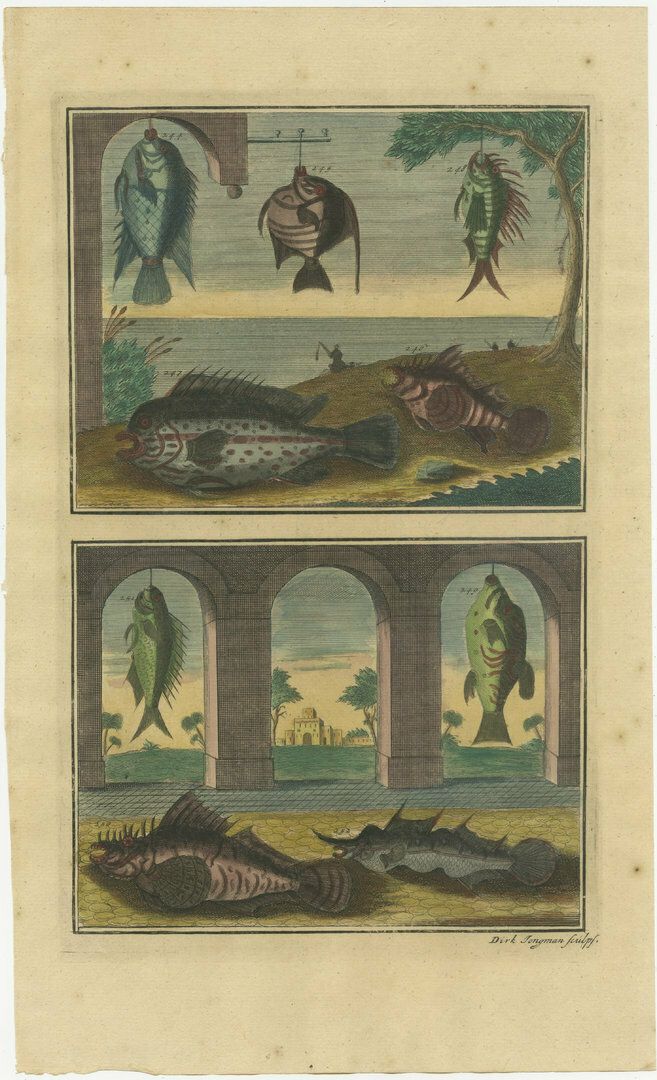 Set Of 8 Colo Red Antique Prints Of Various Fishes And Crustaceans photo 1734.0